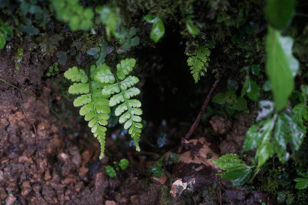 Walk with scent, into the wild.