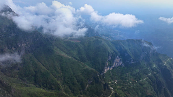 Walk with scent, into the wild.