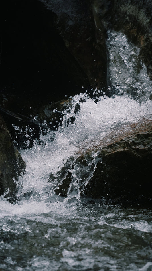 Walk with scent, into the wild.