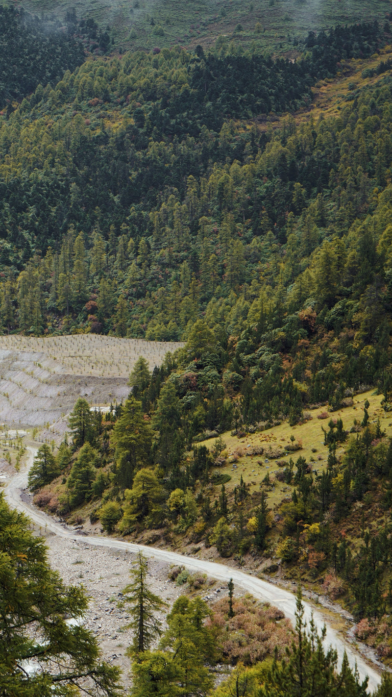 Trees of the High Peaks
