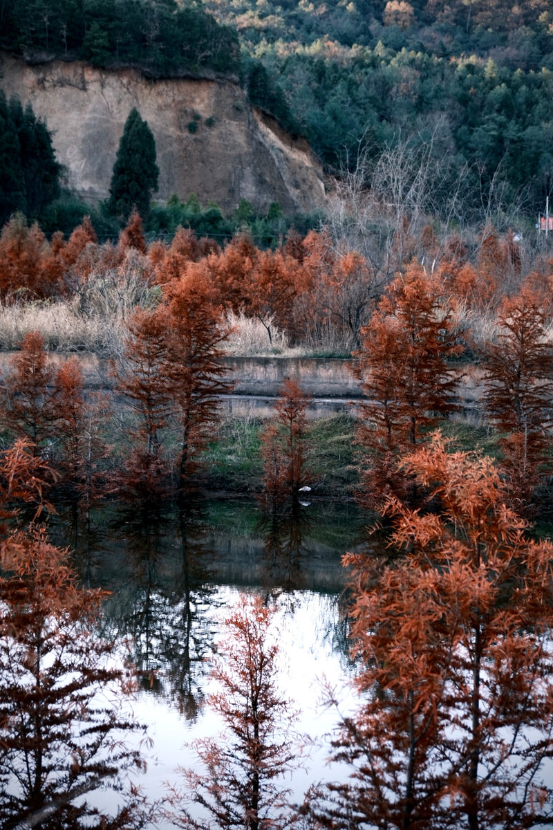 Crimson foliage mirrored in water