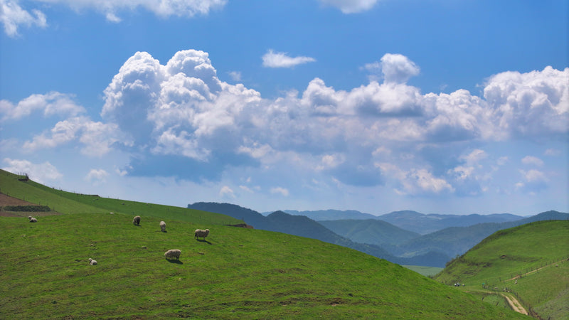 Long to Be a Free Sheep