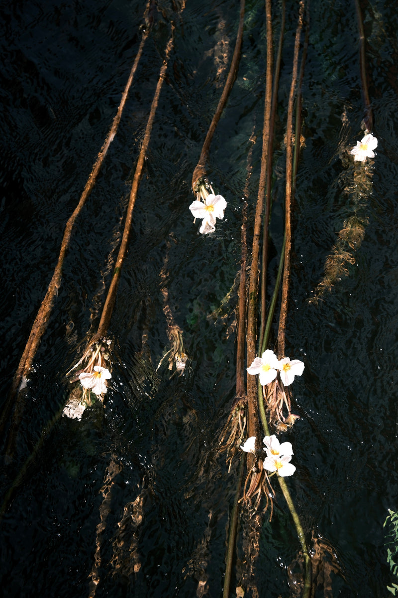 Floating Blossoms
